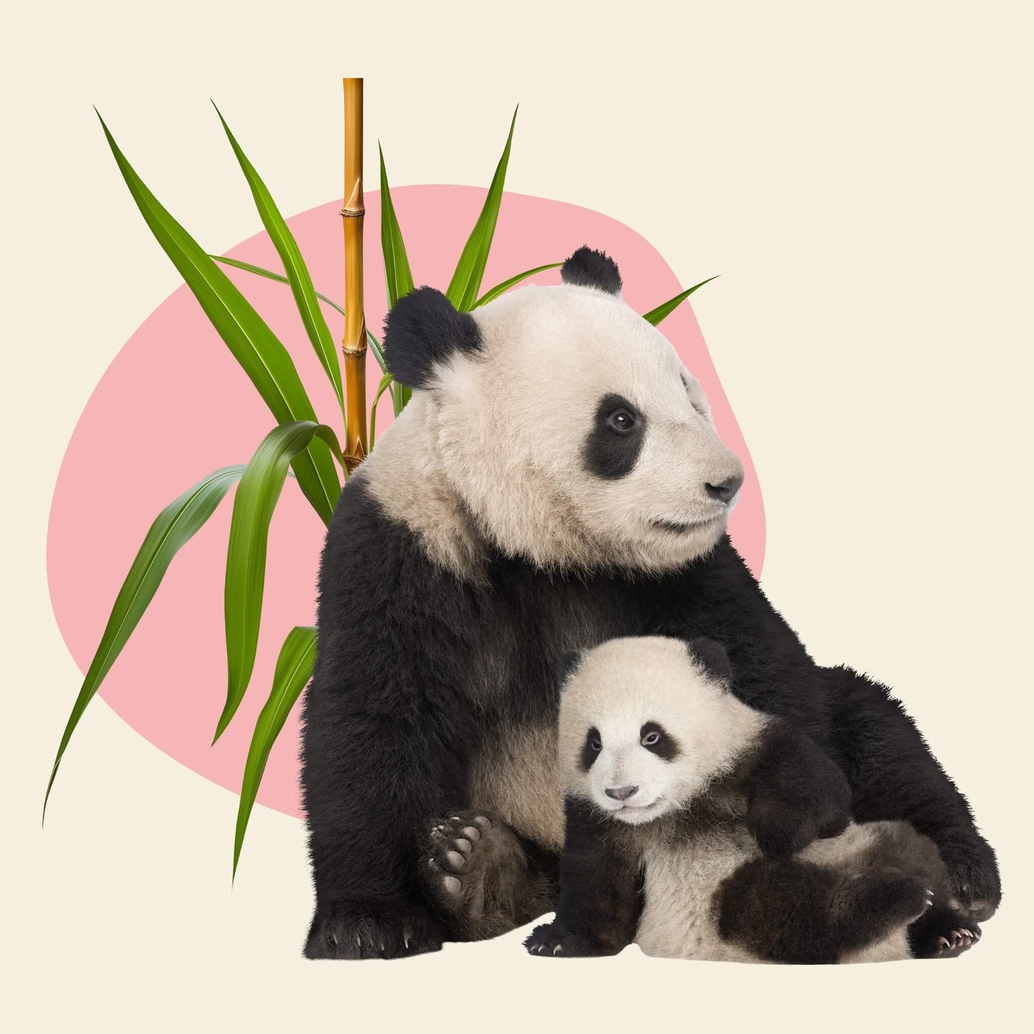 2 pandas sitting together with a bamboo leaf. Panda Rolls donated 10% of profits to save endangered wildlife. 